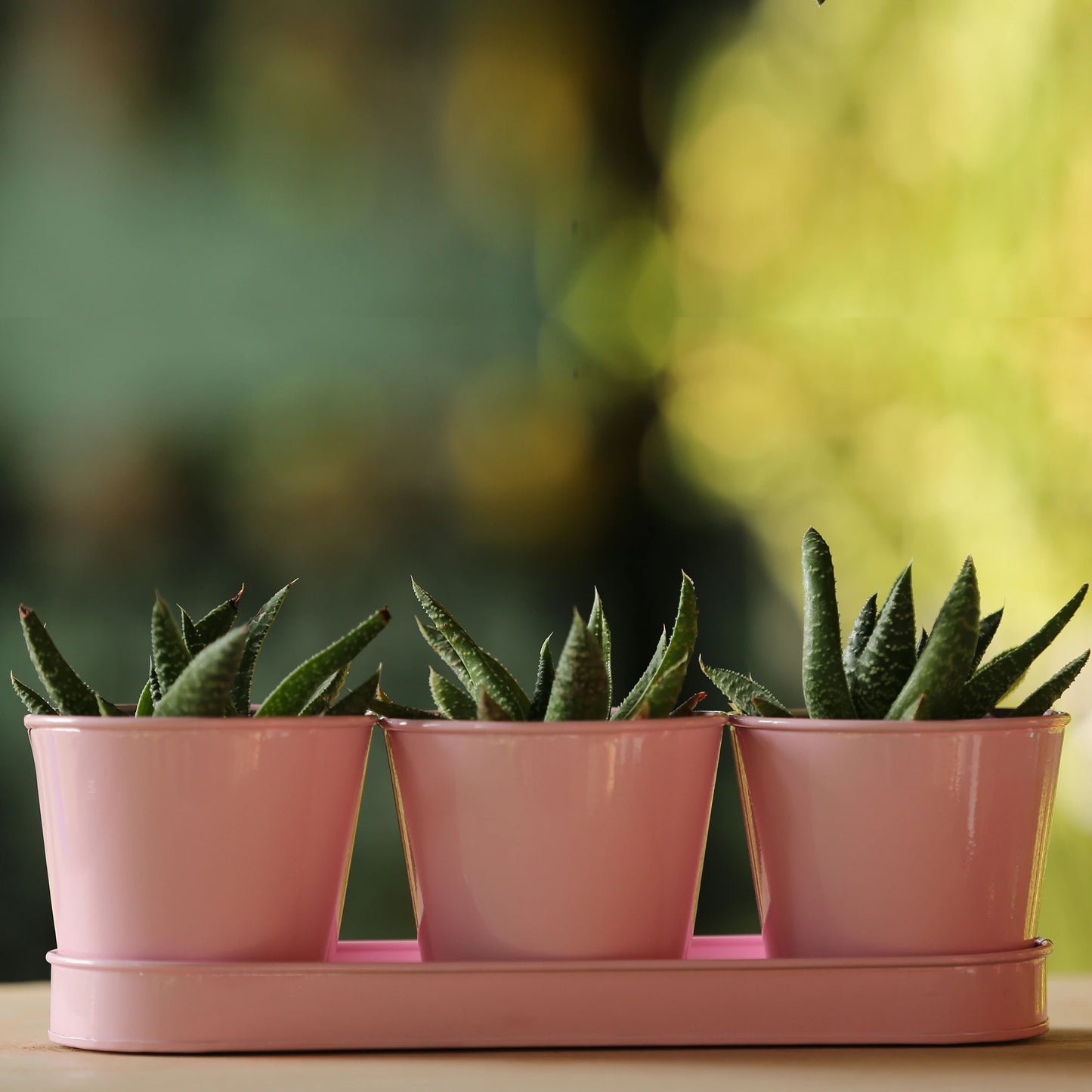3 Herb Pot Set with Tray - Pink