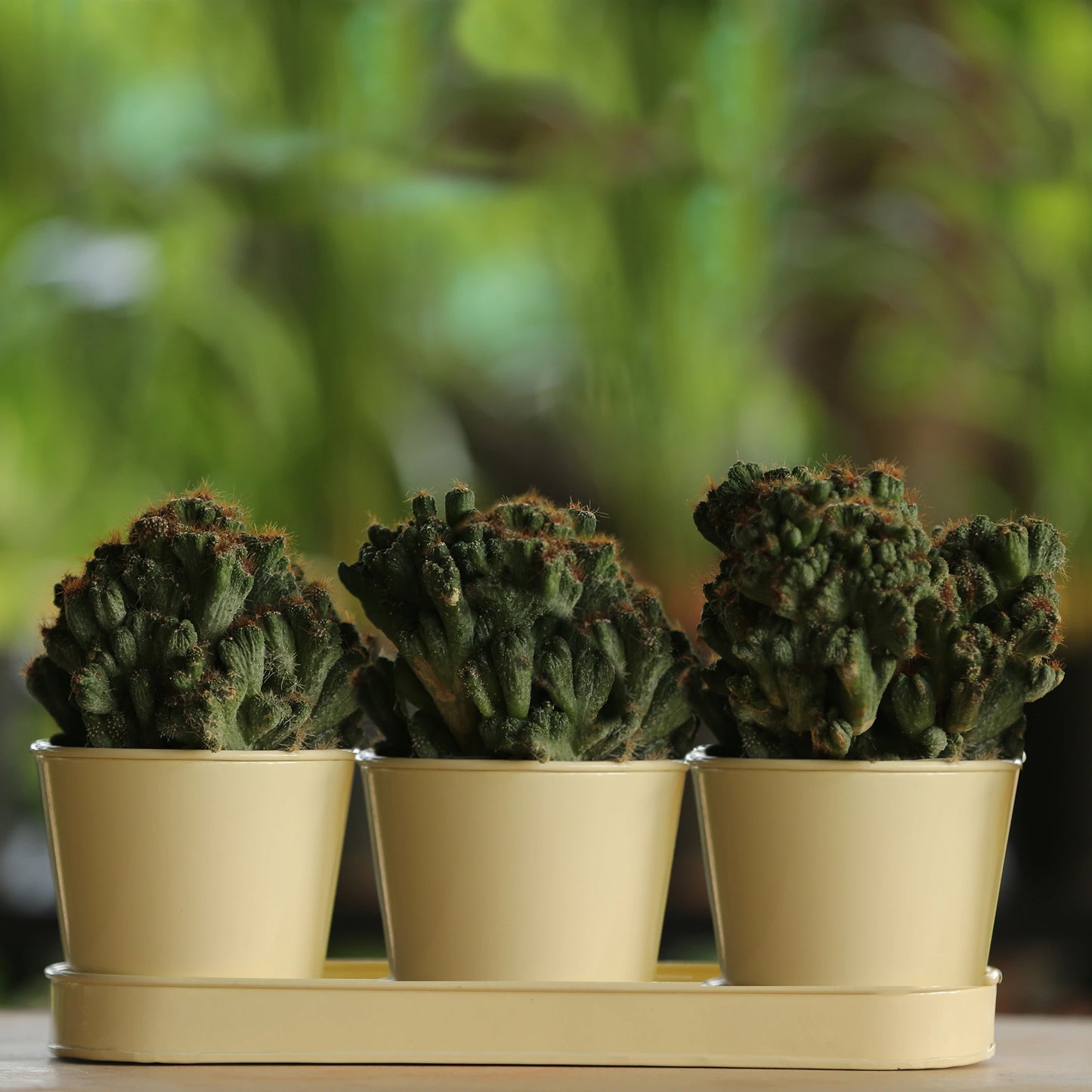 3 Herb Pot Set with Tray-Cream