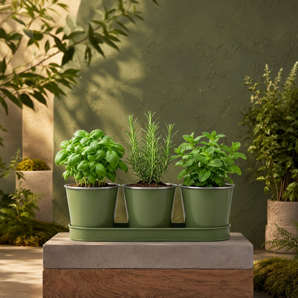 Three Herb Pot Set with Tray
