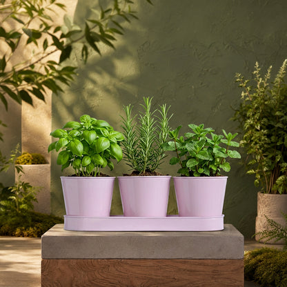 Three Herb Pot Set with Tray