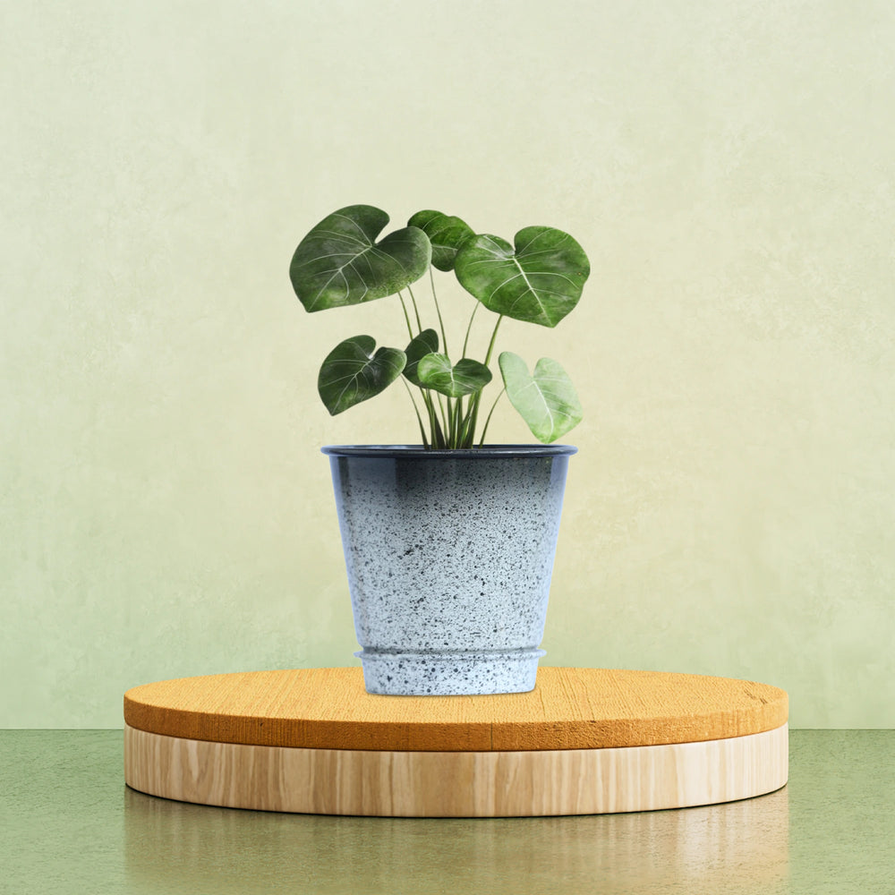 Galvanised Gradient Pot