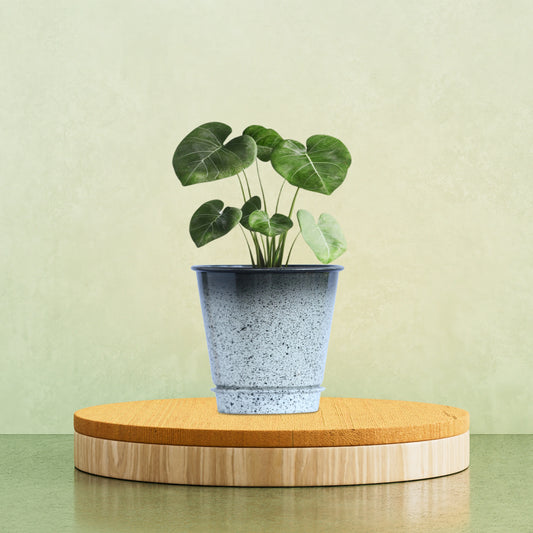 Galvanised Gradient Pot
