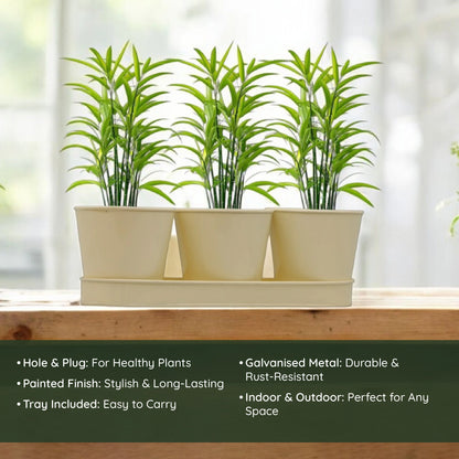 3 Herb Pot Set with Tray-Cream
