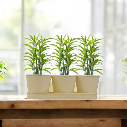 3 Herb Pot Set with Tray-Cream