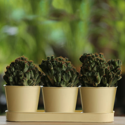 3 Herb Pot Set with Tray-Cream