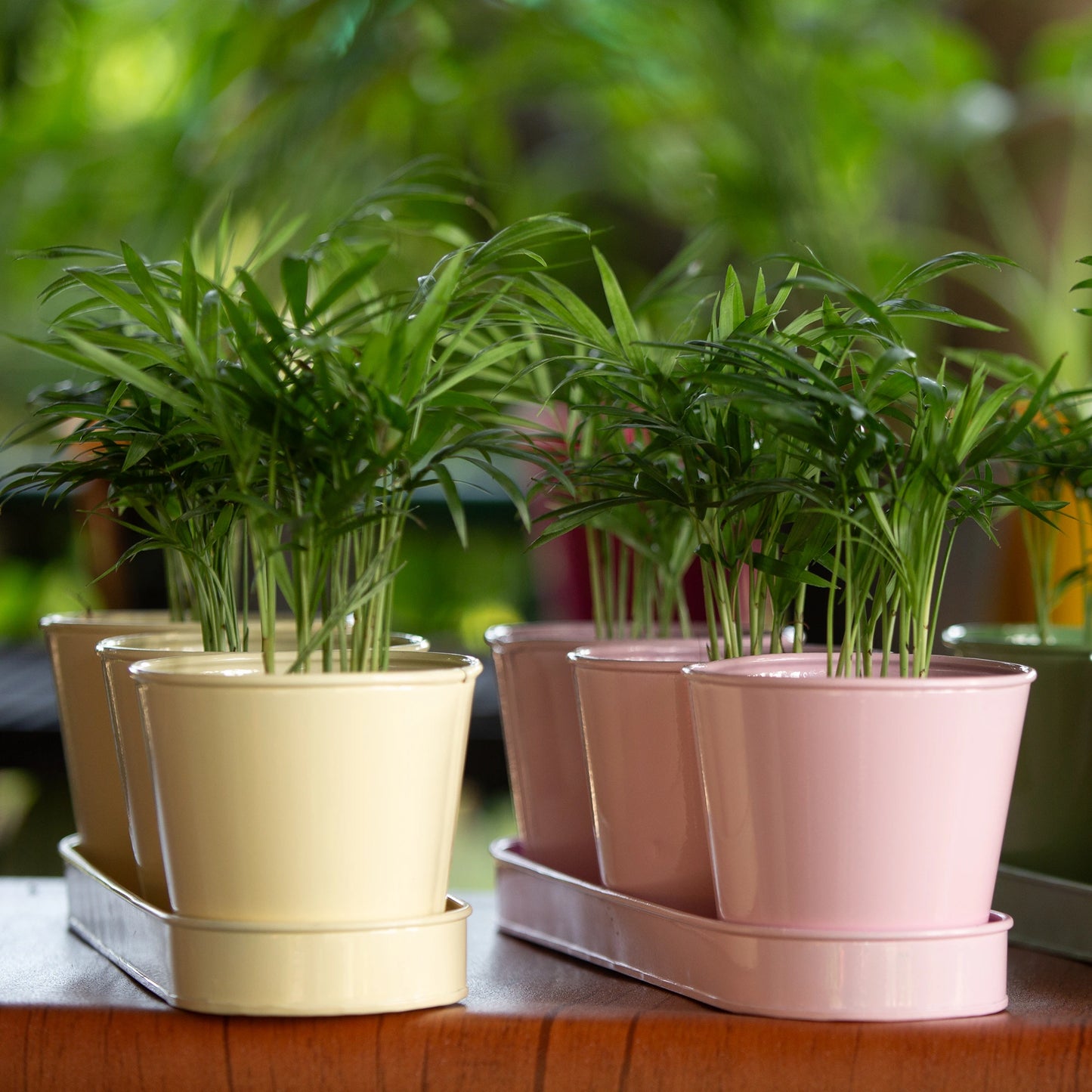 3 Herb Pot Set with Tray-Cream