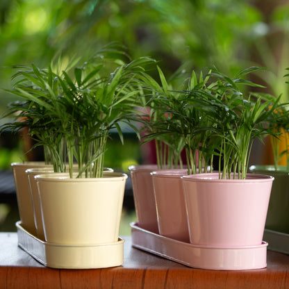 3 Herb Pot Set with Tray-Cream