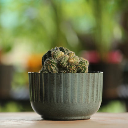 Galvanised Ribbed Bowl Planter